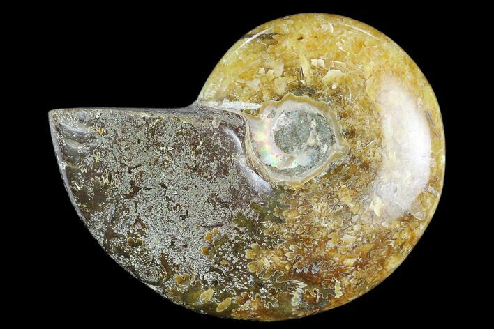 Polished, Fossil Ammonite (Cleoniceras) - Madagascar #119064